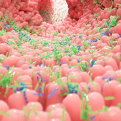 Bactérias projetadas podem ajudar a prevenir disbiose induzida por antibióticos