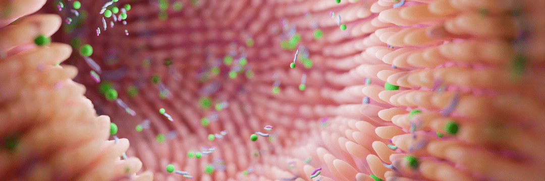 Intestino probiótico