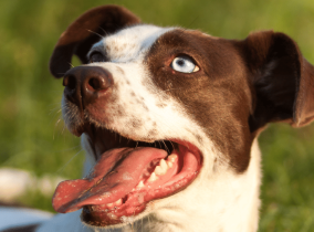 Cães farejadores detectam coronavírus de forma confiável em estudo.