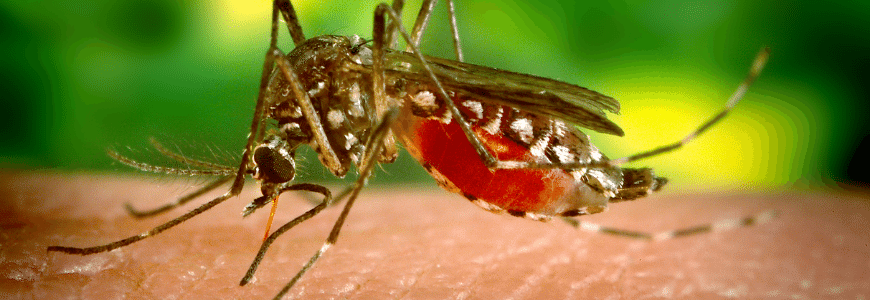 Por que algumas pessoas são ímãs de mosquitos